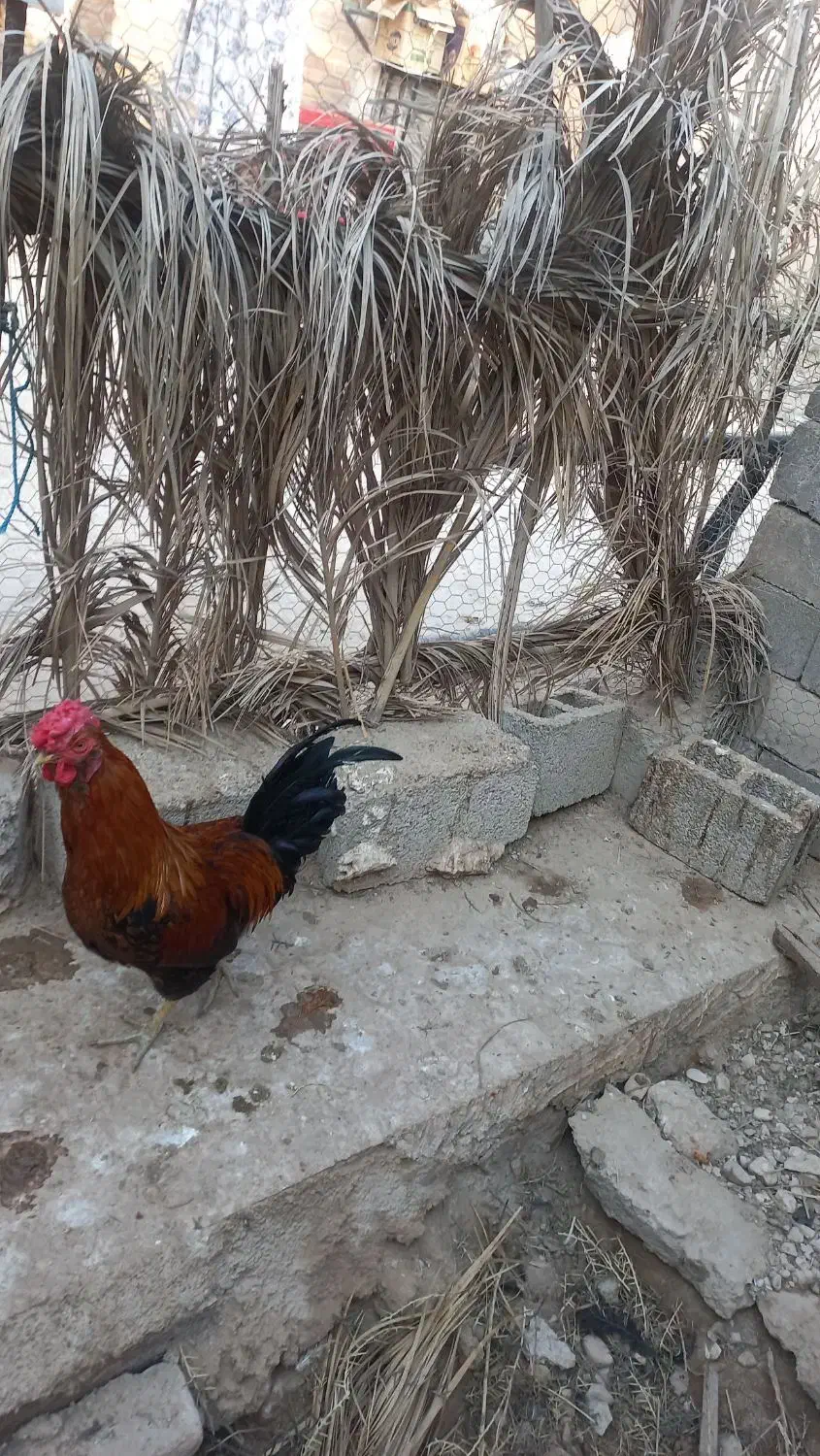 خروس جوان و زرنگ و مرغ گیر ۴۰ تاج و ریشی|حیوانات مزرعه|برازجان, |دیوار