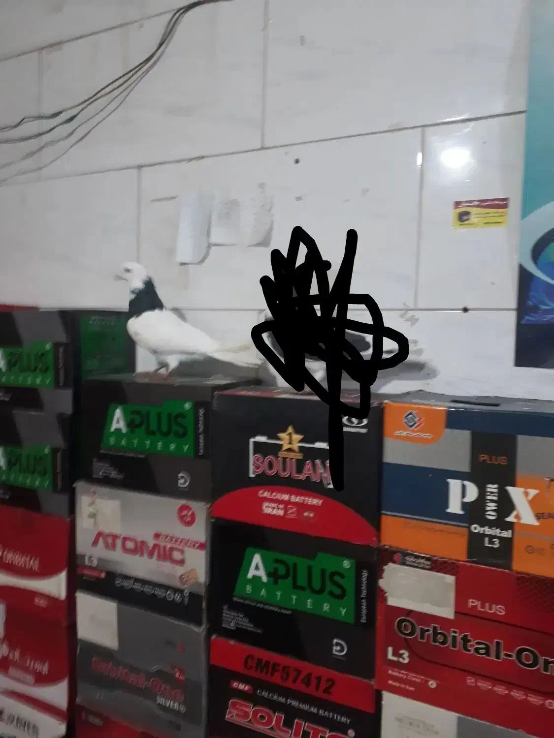 نر تهرانی|پرنده|بروجرد, |دیوار