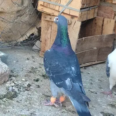 جوجه چاپی گمشده|حیوانات|زابل, |دیوار