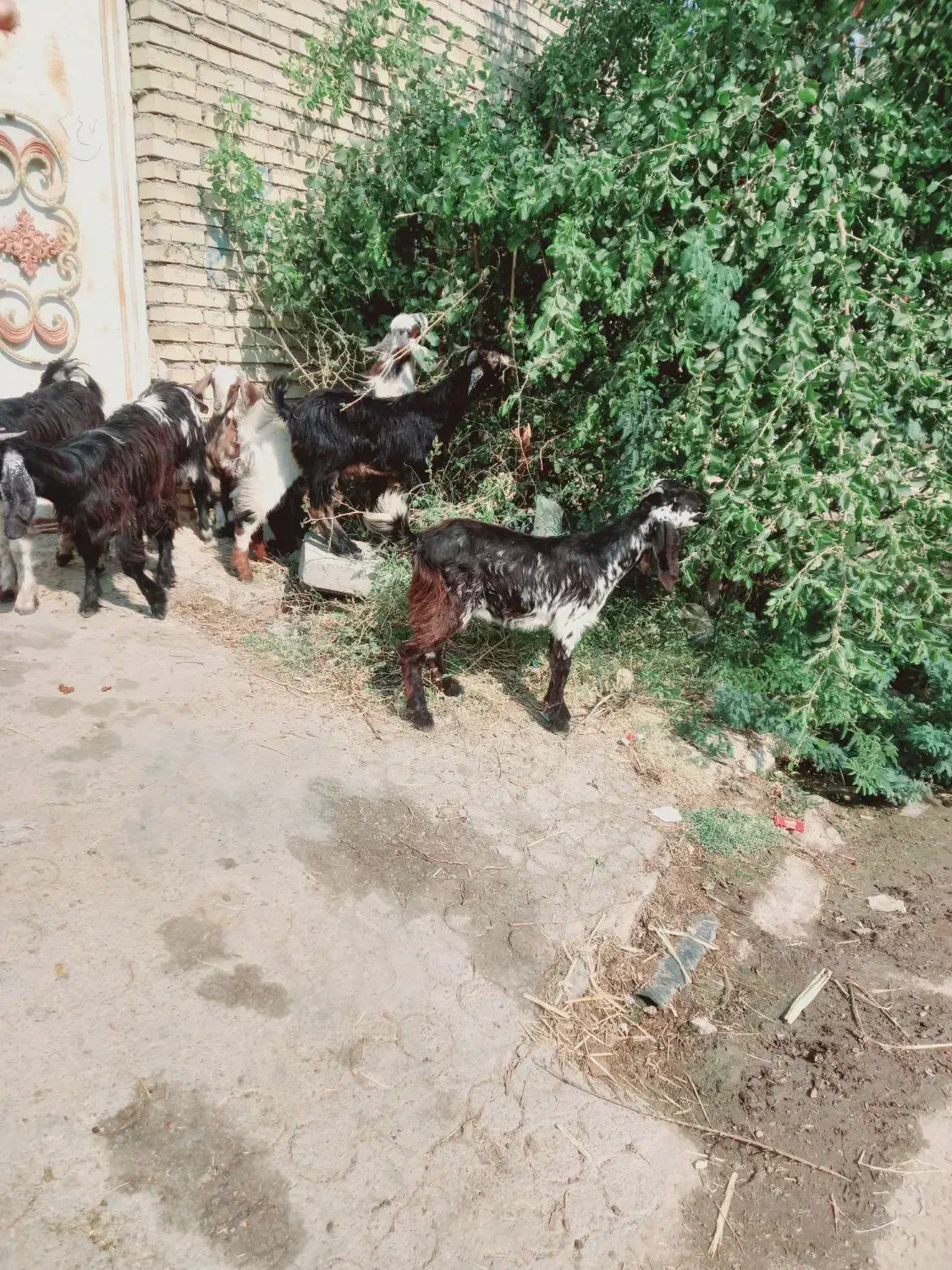 بز نر وماده چاق|حیوانات مزرعه|کارون, |دیوار