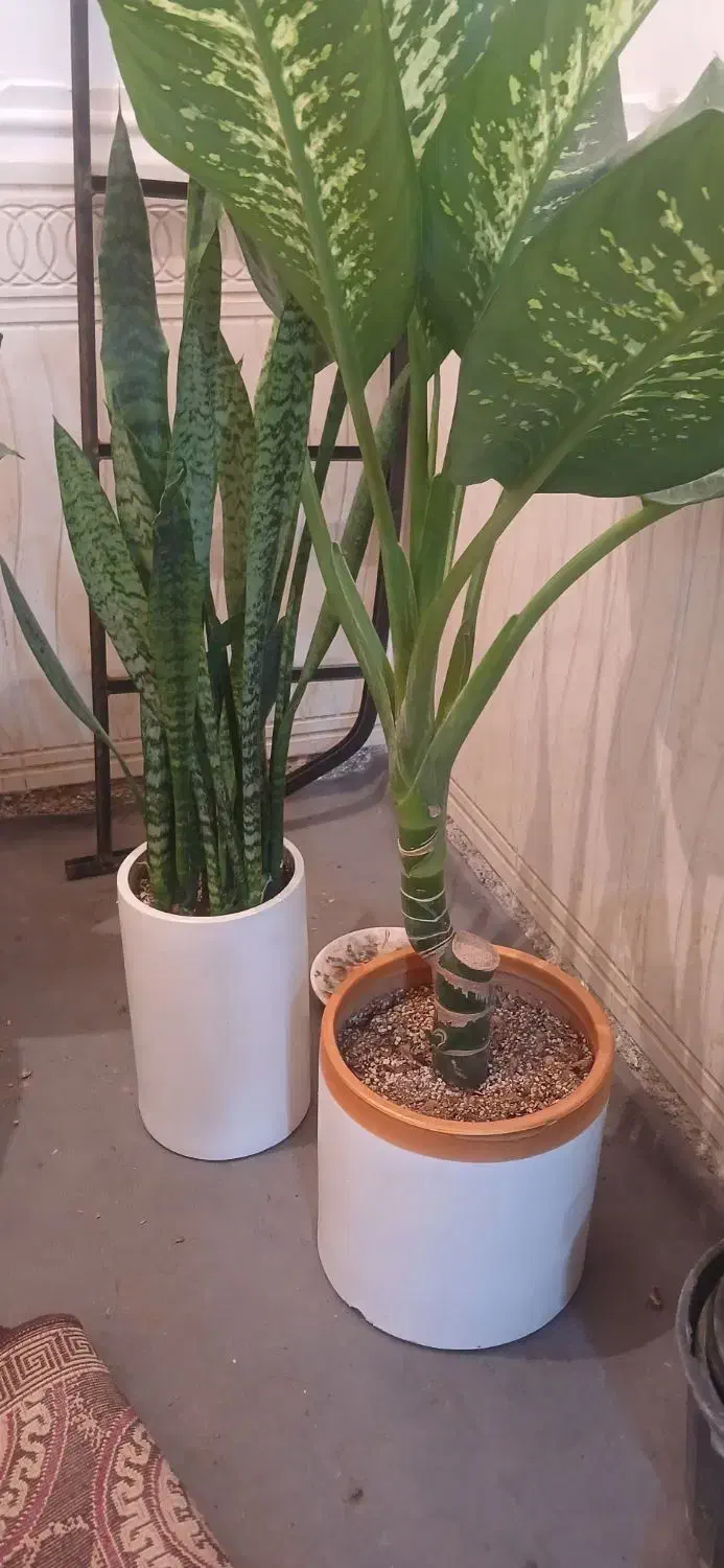 گل وگیاه|گل و گیاه طبیعی|امیدیه, |دیوار