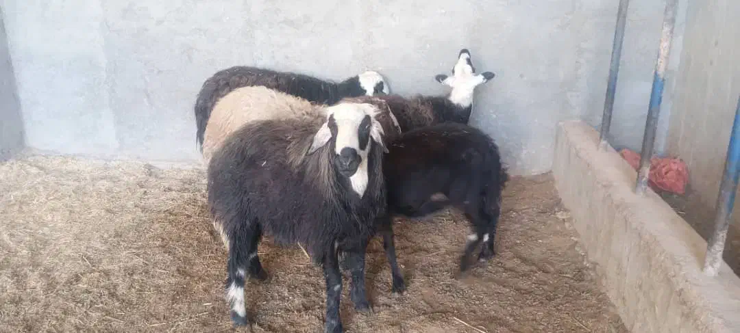 گوسفند عوسی|حیوانات مزرعه|آبادان, |دیوار