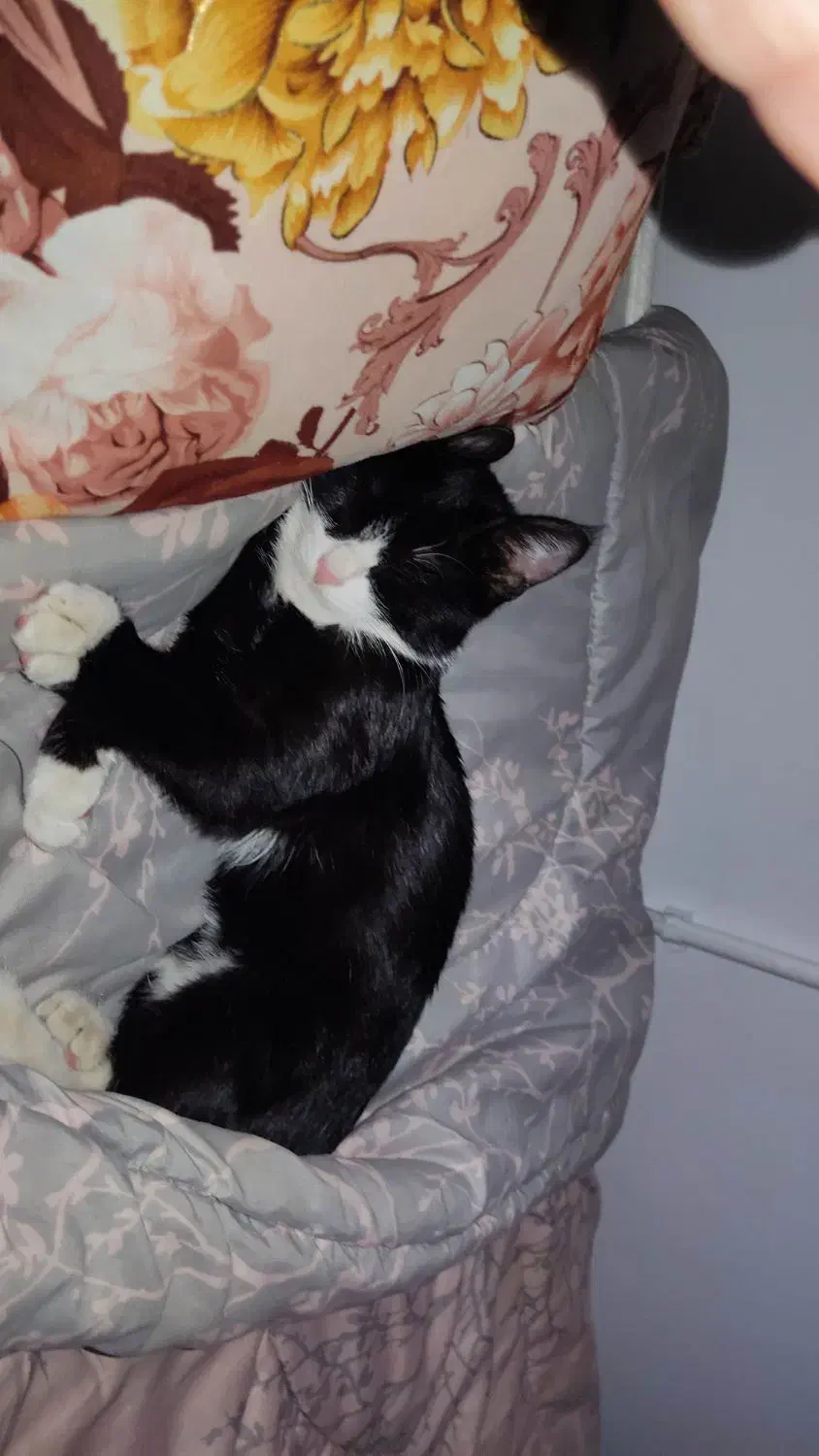 گربه گمشده|حیوانات|انار, |دیوار