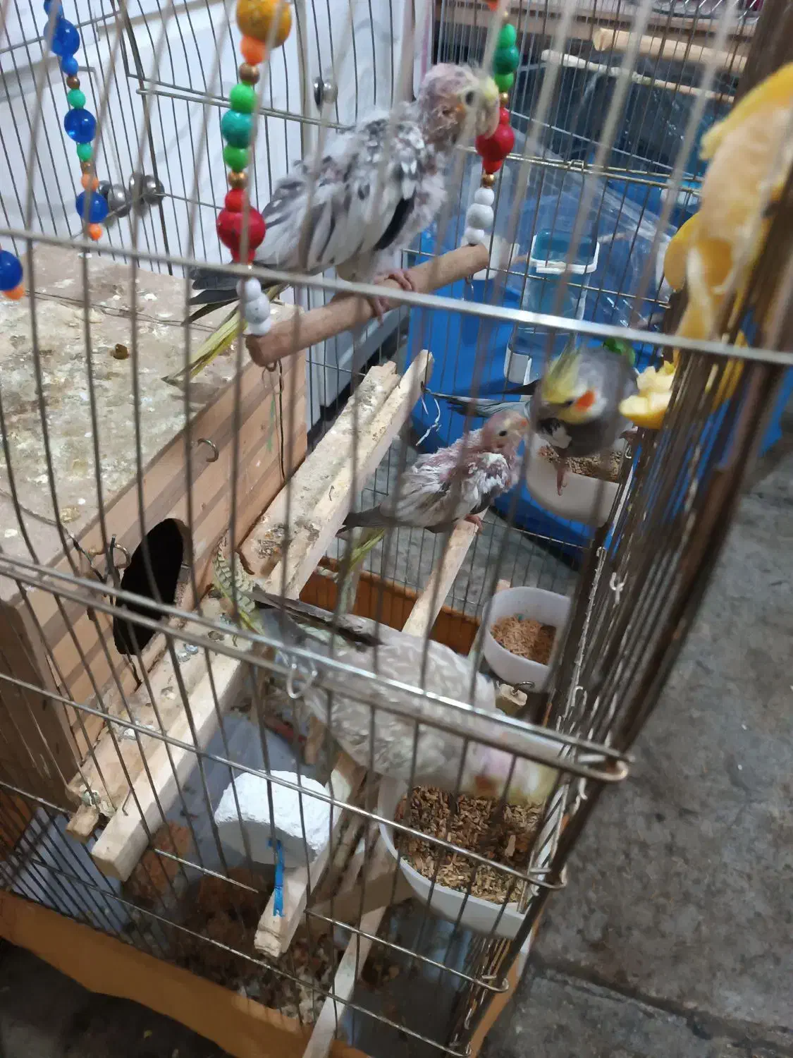 عروس هلندی با دوجوجه و پنج تخم|پرنده|جوانرود, |دیوار