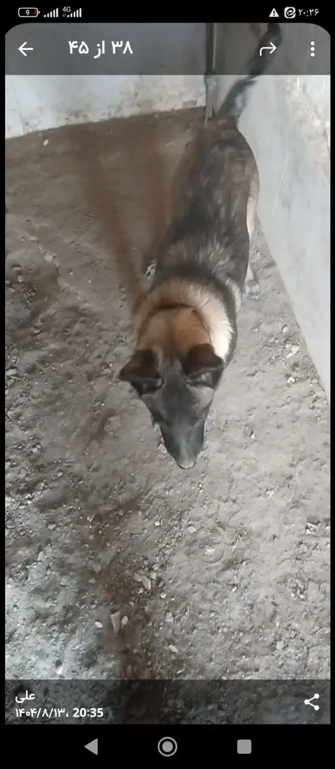 واگذاری سگ مالینیوز نگهبان|سگ|سمیرم, |دیوار