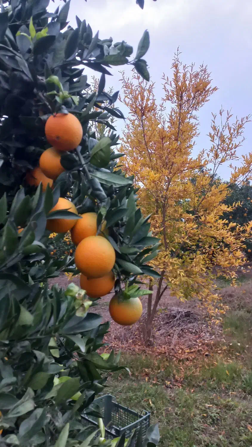 پرتقال تامسون|خوردنی و آشامیدنی|قائم‌شهر, |دیوار