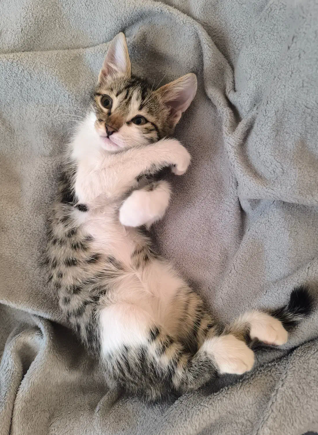 واگذاری بچه گربه|گربه|پرند, فاز ۱|دیوار