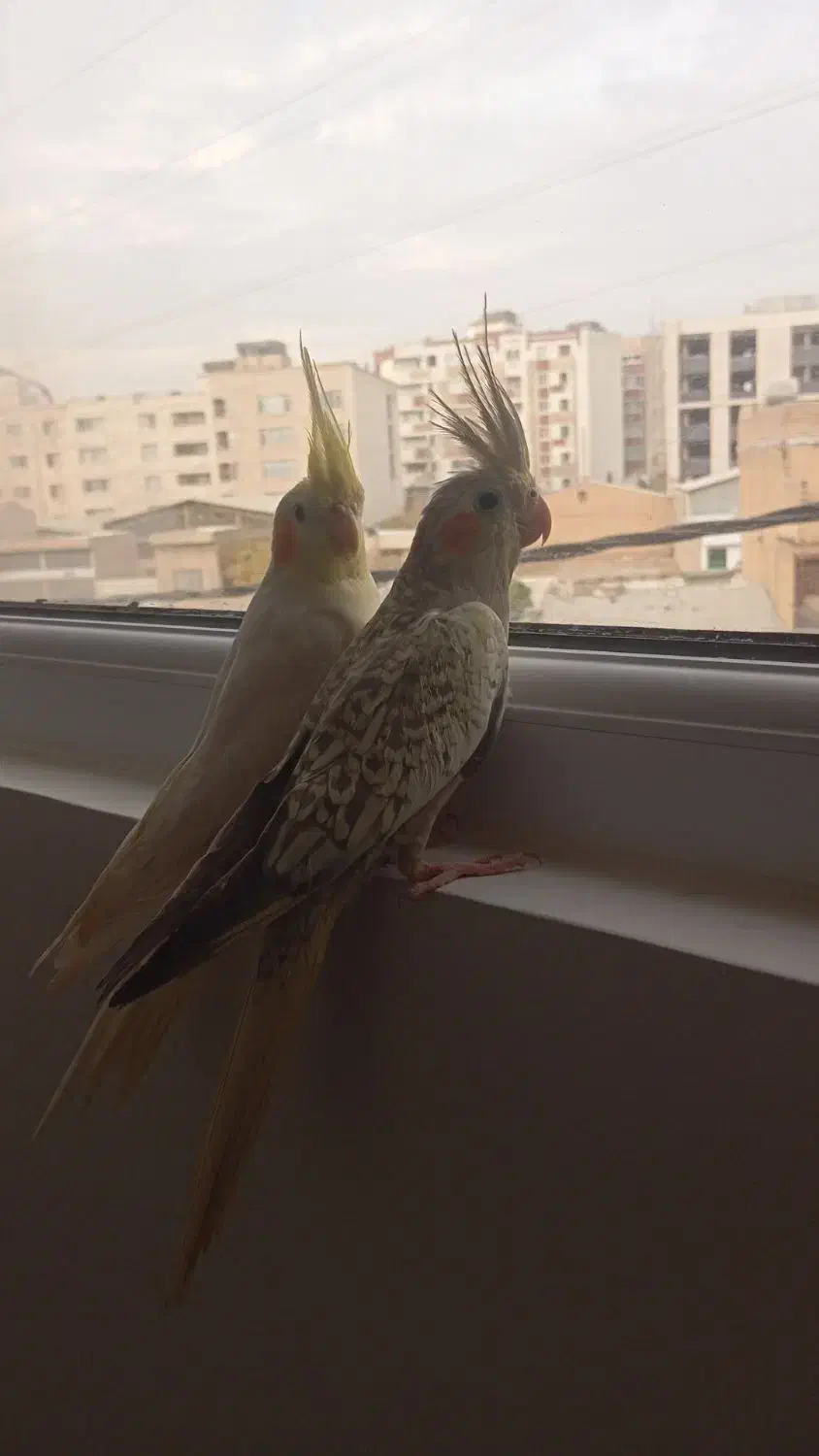 یه جفت عروس هلندی|پرنده|شیراز, فرهنگیان|دیوار