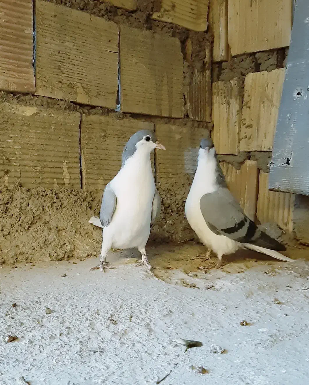 کبوتر خوشرنگ|پرنده|شهرضا, |دیوار