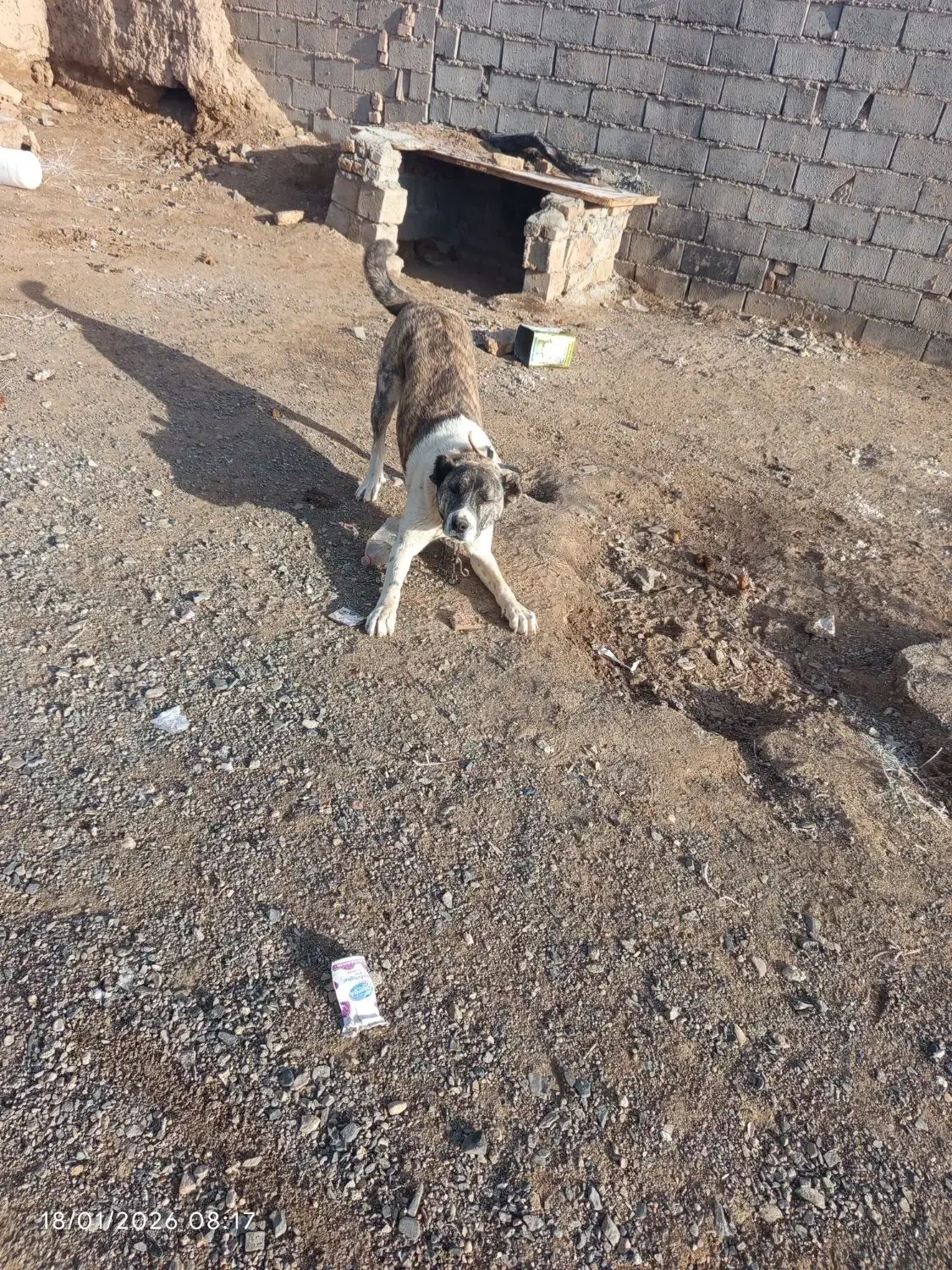 سگ نگهبان|سگ|تربت جام, جلگه موسی آباد|دیوار