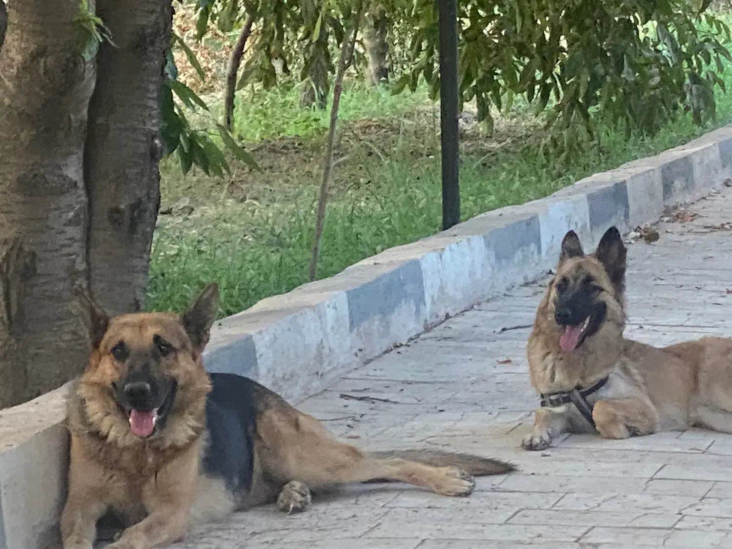 سگ ژرمن نر و ماده|سگ|کرج, عظیمیه|دیوار