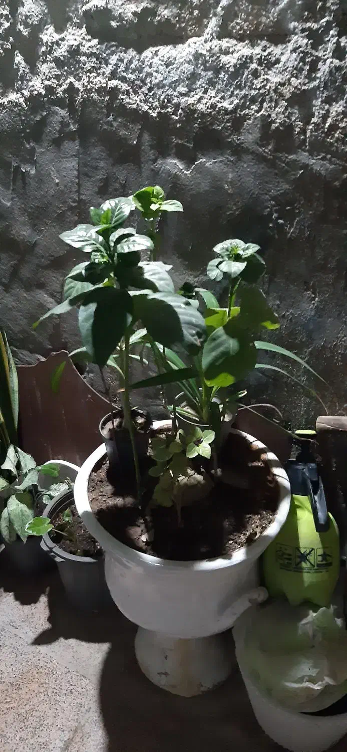 نگهداری گل وگیاه|گل و گیاه طبیعی|قشم, |دیوار