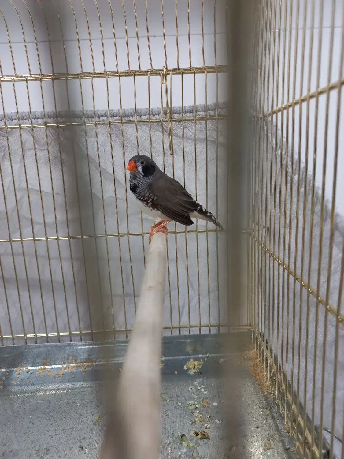 فنج نر|پرنده|اندیمشک, |دیوار