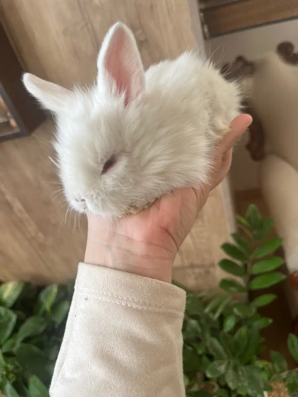 بچه خرگوش لوپ|موش و خرگوش|کرمان, |دیوار