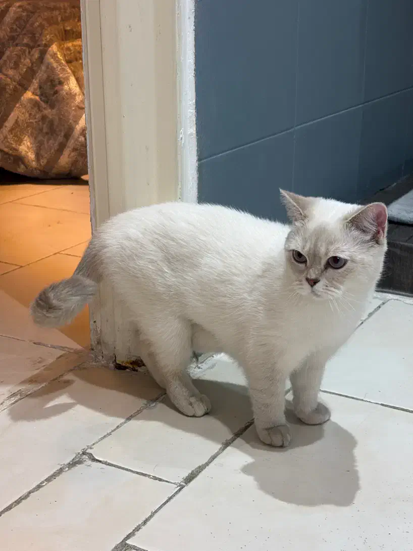 واگذاری گربه بریتیش|گربه|تهران, منیریه|دیوار