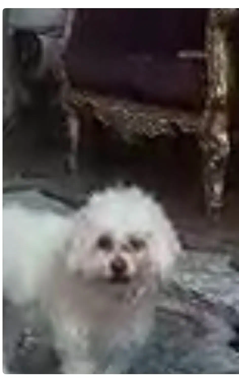 واگذاری سگ|سگ|لاهیجان, کوه بیجار|دیوار