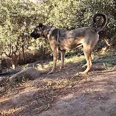 سگ ماده سراب۱۱۰۰۰۰۰۰|سگ|لوشان, |دیوار