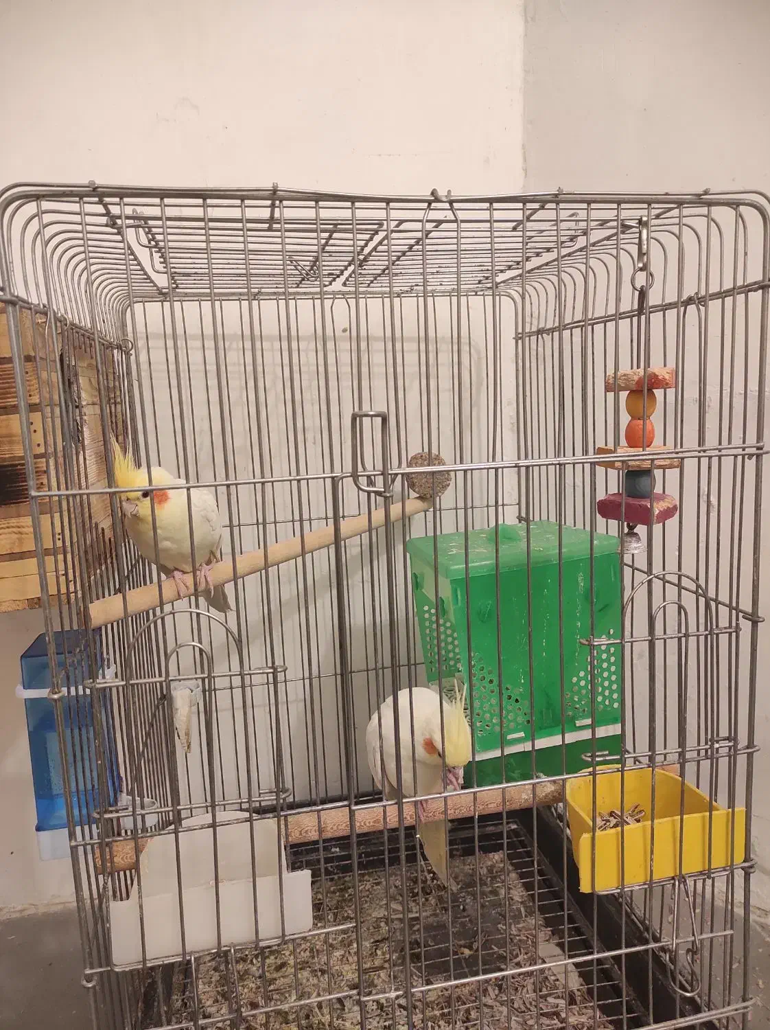 جوجه عروس هلندی آلبینو سفید و لوتینو|پرنده|شیراز, تندگویان|دیوار