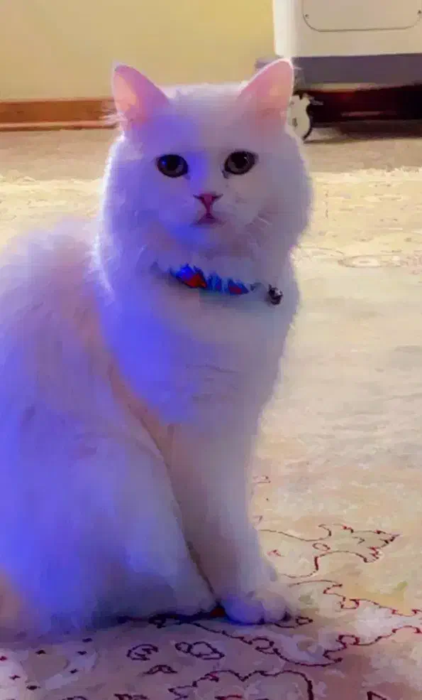 گمشده|حیوانات|خمین, |دیوار