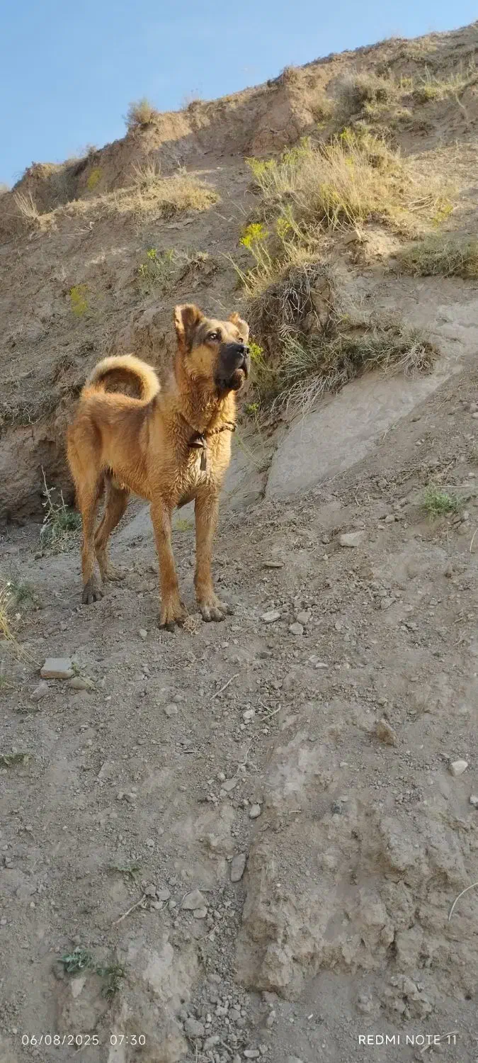 سگ سرابی گمشده|حیوانات|خواجه, |دیوار