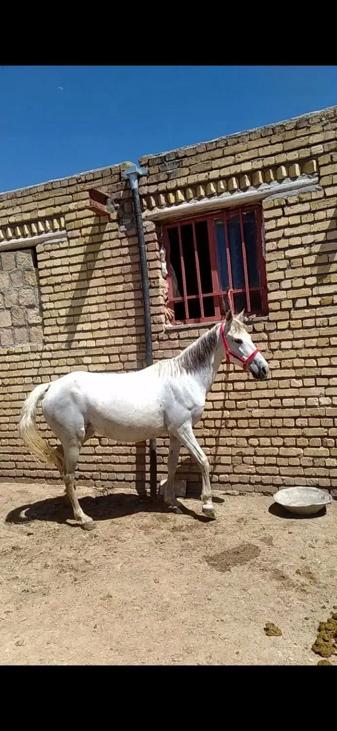 مادیان|اسب و تجهیزات اسب‌سواری|ماهیدشت, |دیوار