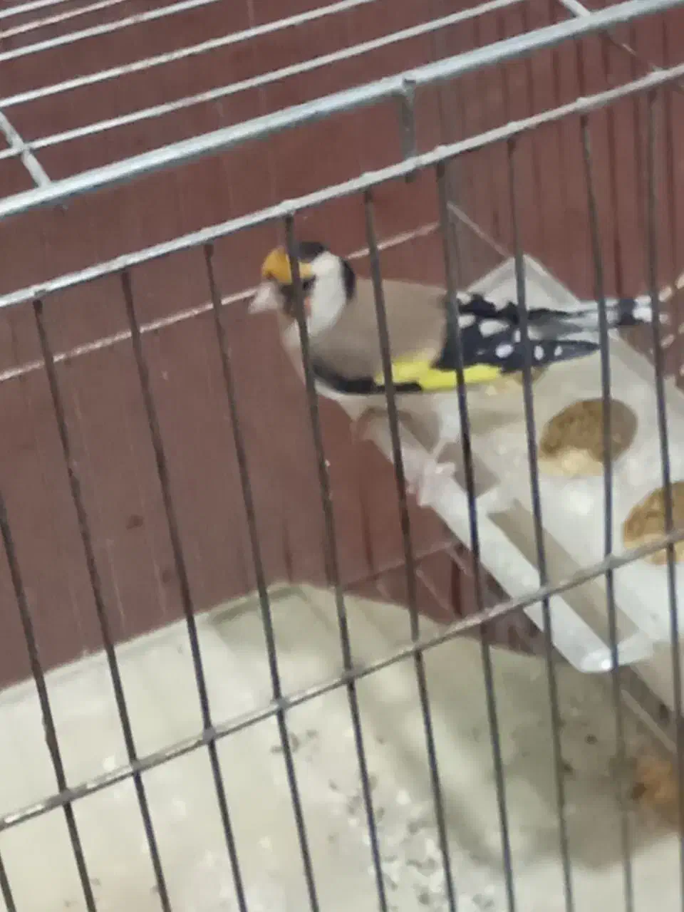 سهره 3عدد و یکی جوجه سهره نر|پرنده|خسروشاه, |دیوار