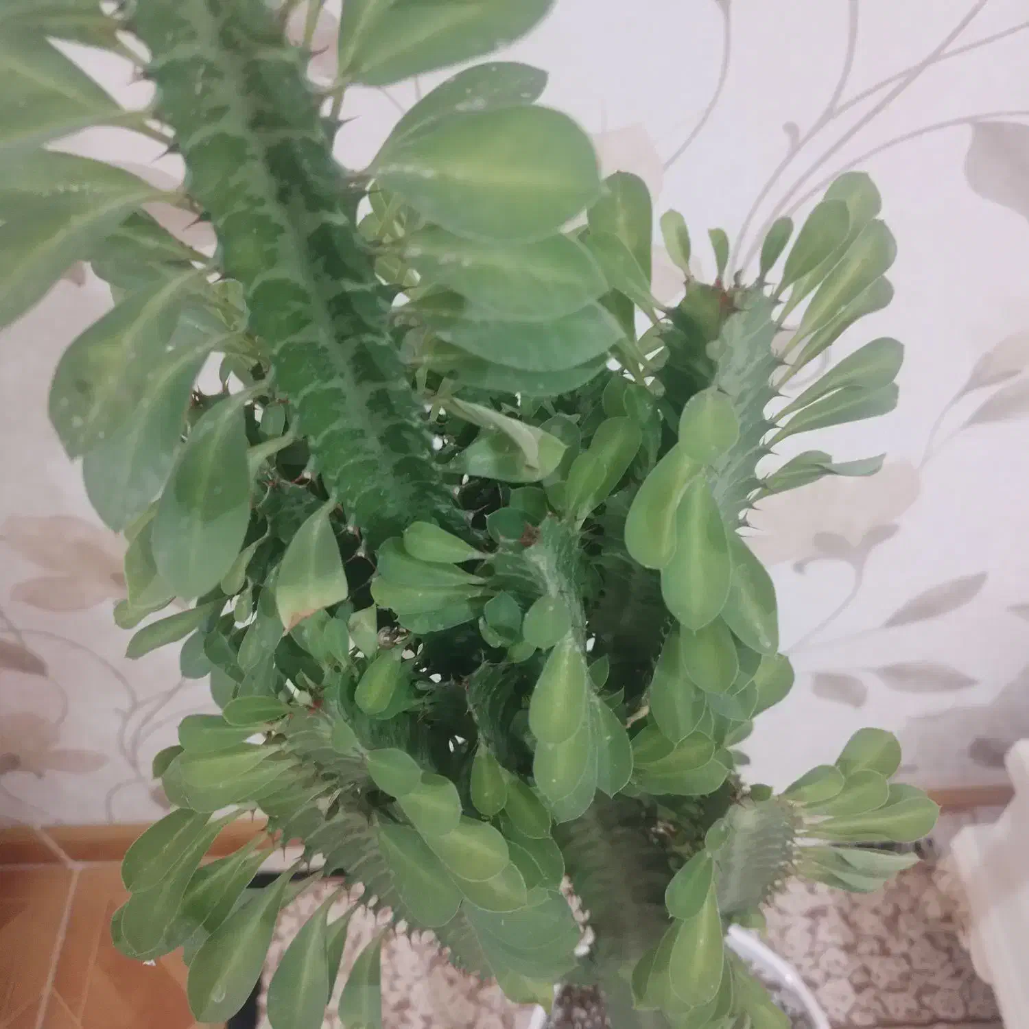 گل اف‌بی‌آی سبزوقرمز|گل و گیاه طبیعی|قزوین, |دیوار