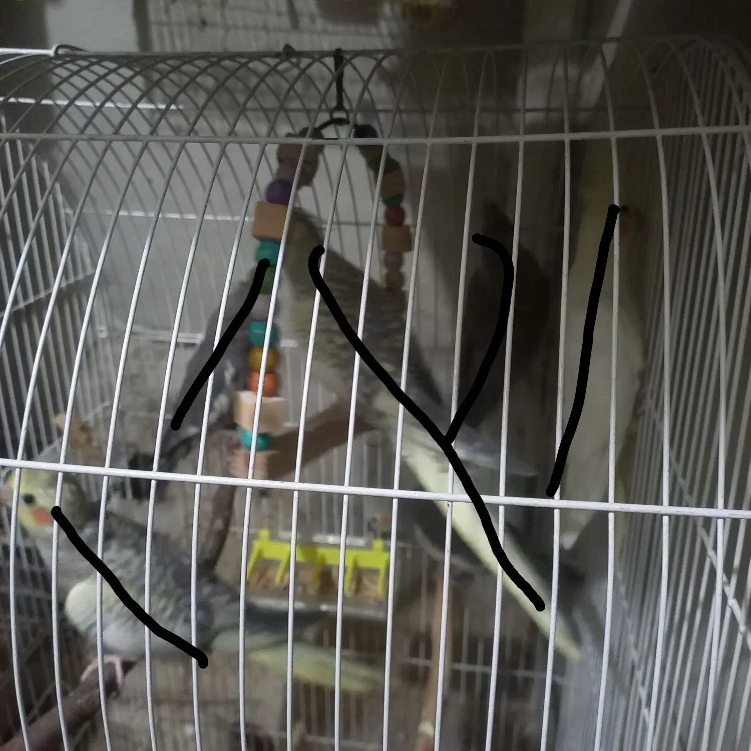 قفس|لوازم جانبی حیوانات|قوچان, |دیوار