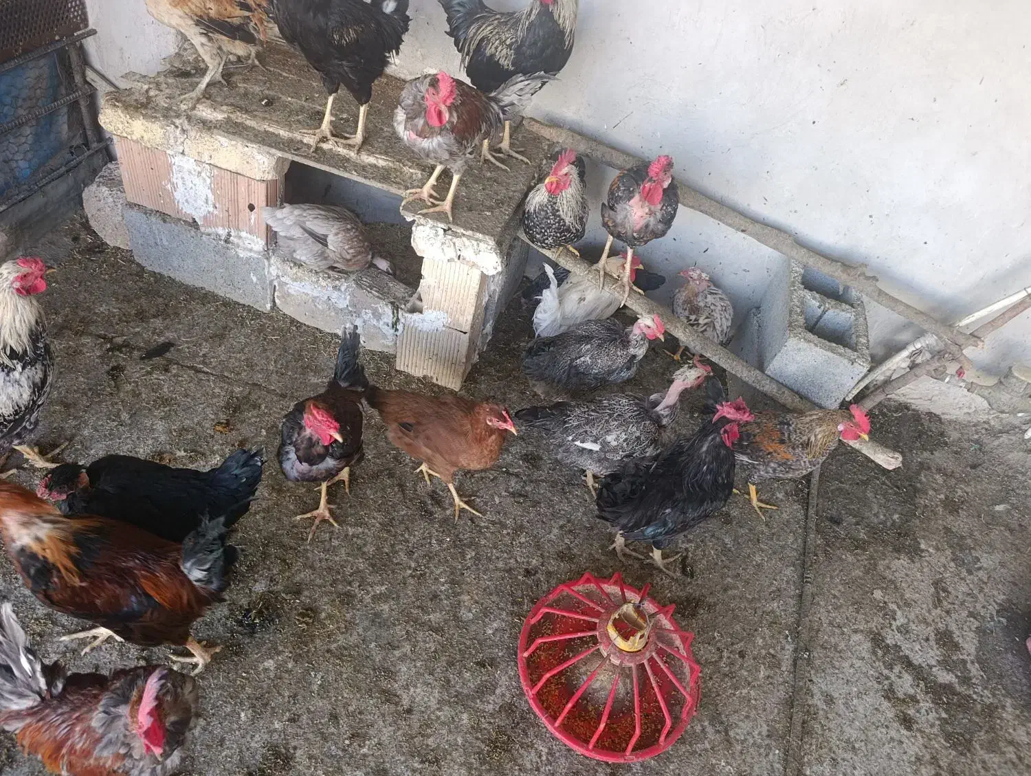 مرغ تخمگذار وخروس  وجوجه|حیوانات مزرعه|شباب, |دیوار