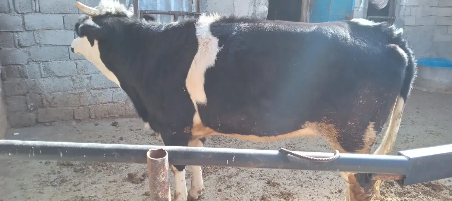 تلیسه پنج ماه آبستن سیمینتال|حیوانات مزرعه|دینور, |دیوار