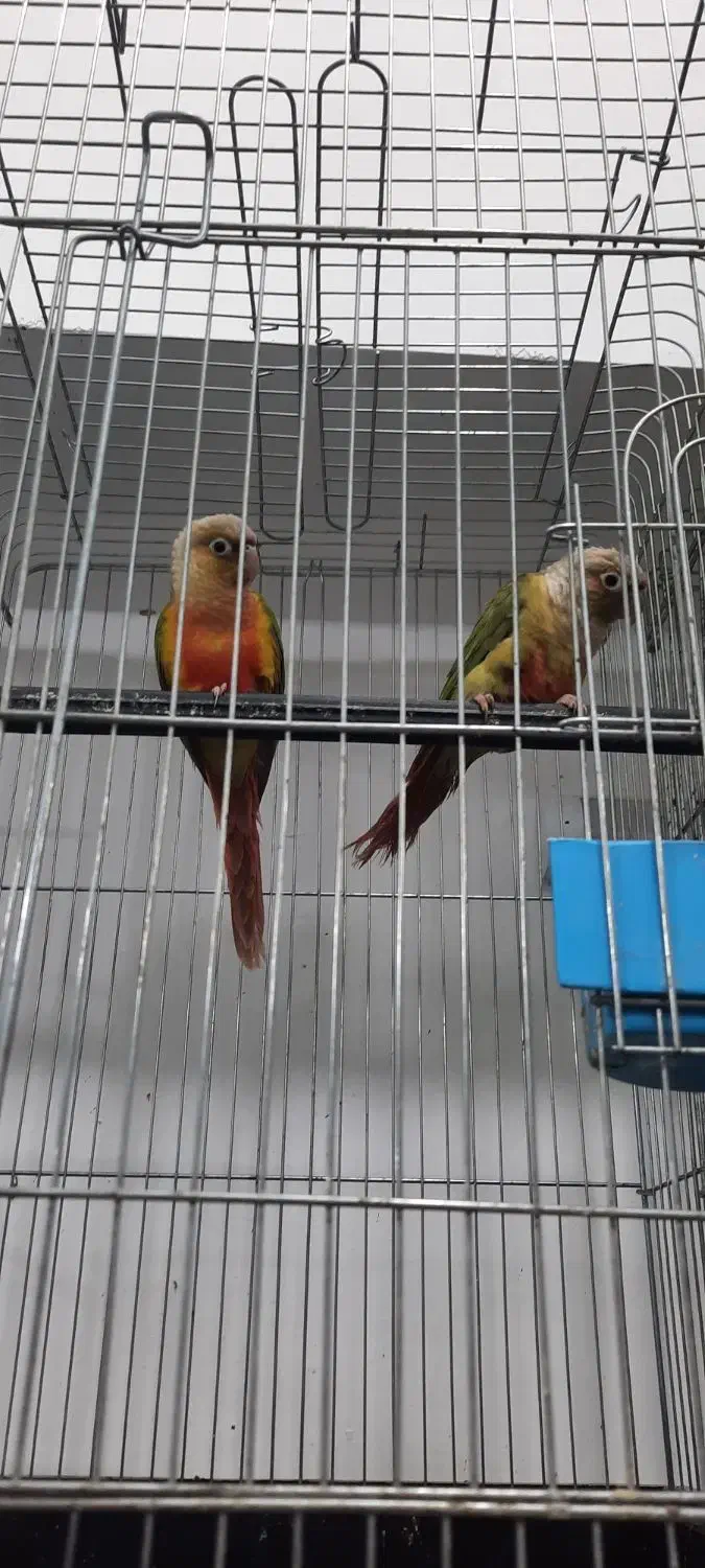 گرینچیک های مولد در پرنده سرای ابوالفضل|پرنده|قائمشهر, |دیوار