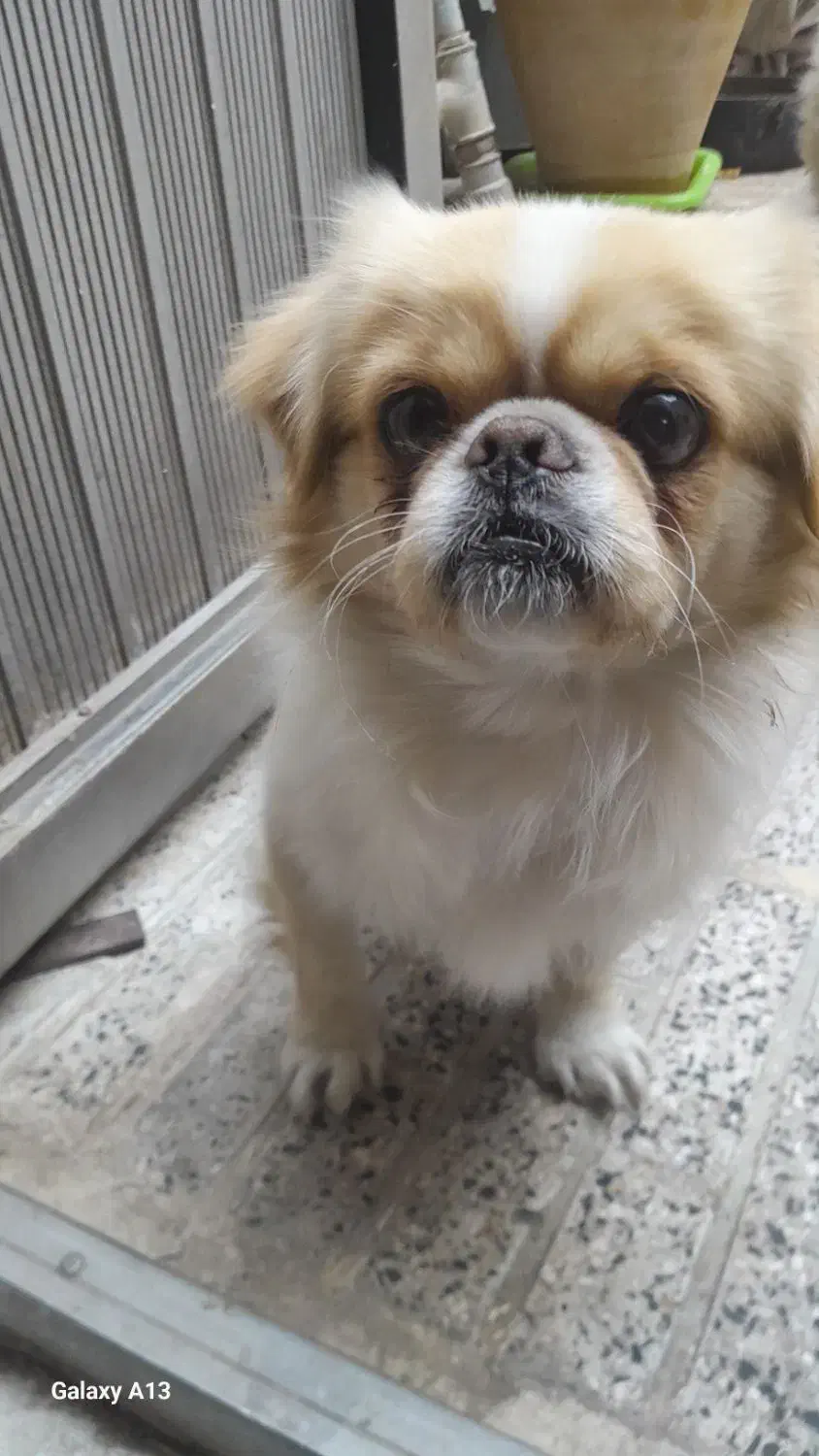 سگ پاکوتاه گمشده|حیوانات|مراغه, |دیوار