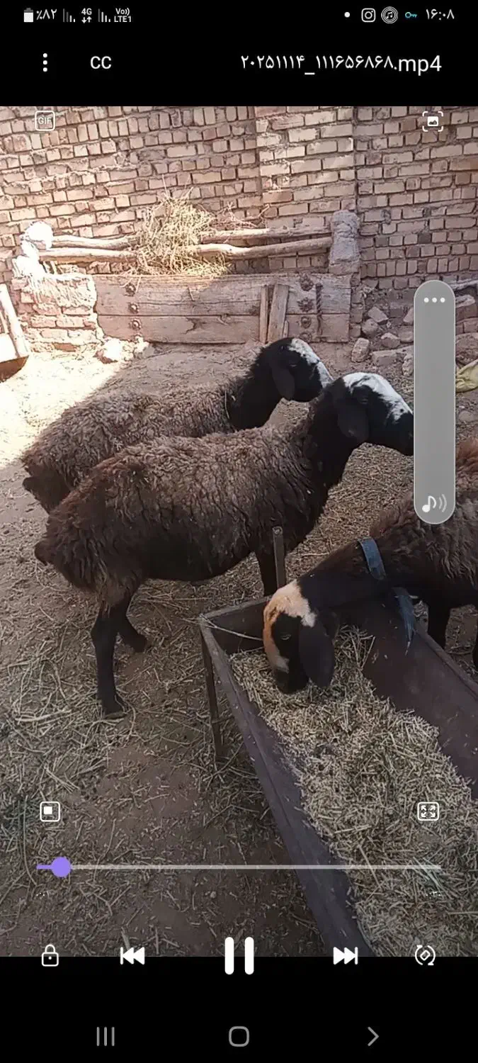 گوسفند میش بره دار شالی بره نر بره ماده قوچ|حیوانات مزرعه|تاکستان, |دیوار