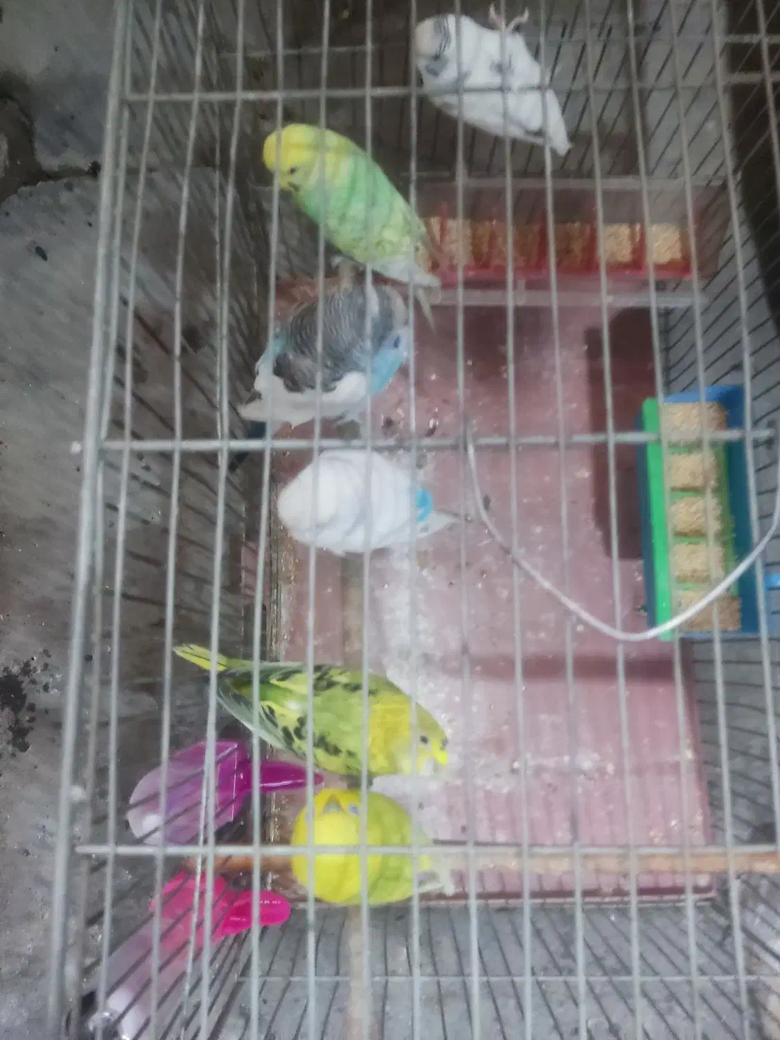 شش عدد مرغ عشق|پرنده|اصفهان, امیرعرب|دیوار