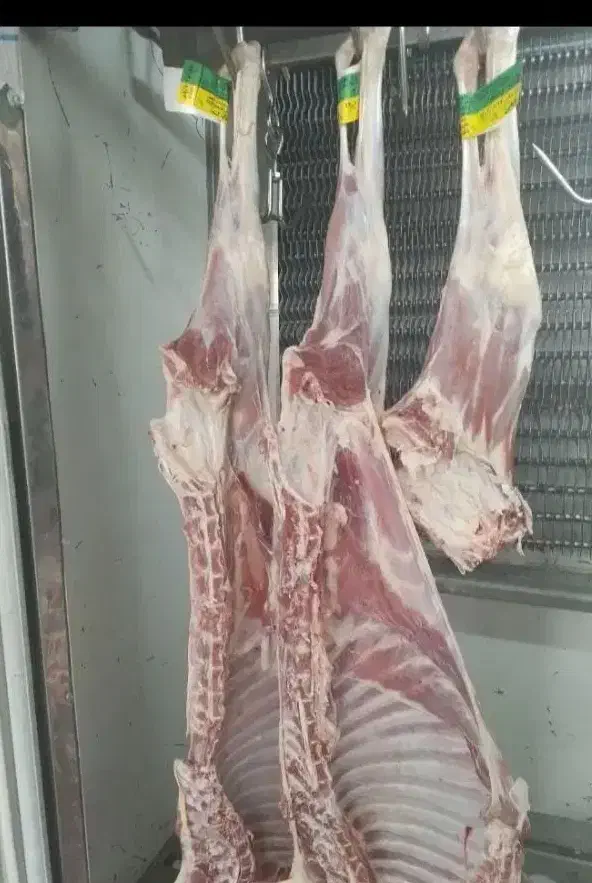گوشت گوساله.گوسفند.لاشه.تیکه ای چرخ کرده و دنبه|خوردنی و آشامیدنی|اصفهان, عسگریه|دیوار