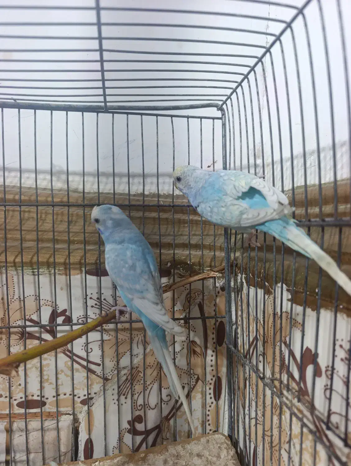 جفت مرغ عشق رینبو و سرلاکی  پروانه ای|پرنده|ایرانشهر, |دیوار