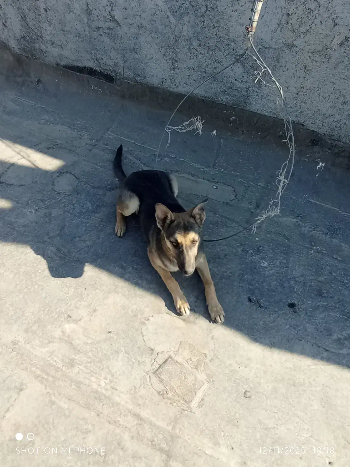 سگ ژرمن شپرد.|سگ|مشهد, کلاته برفی|دیوار