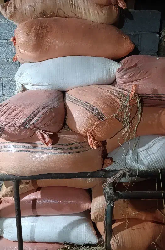 فروش سوب برنج ویژه دام و طیور|لوازم جانبی حیوانات|آستانه اشرفیه, |دیوار