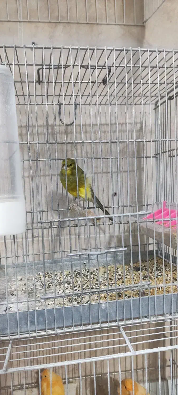 قناری نر|پرنده|هشتگرد, شهرک بعثت|دیوار