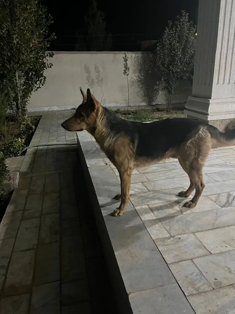 گمشده|حیوانات|کرمان, |دیوار