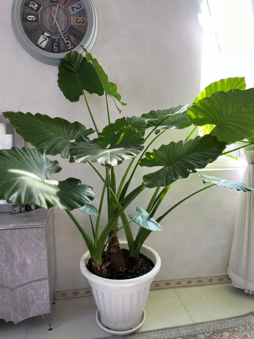 بابا آدم|گل و گیاه طبیعی|قرچک, میرزائی شمالی|دیوار