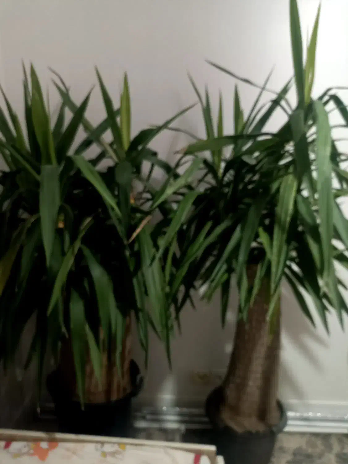 یوکا|گل و گیاه طبیعی|تهران, آهنگ|دیوار