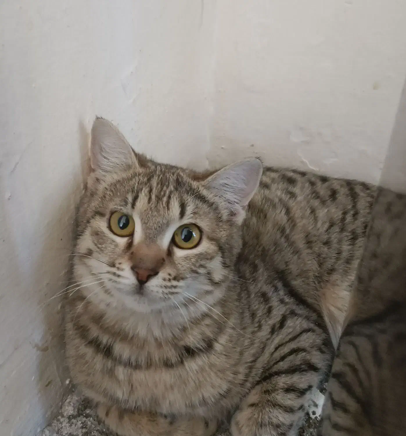 واگذاری رایگان گربه|گربه|کرمانشاه, |دیوار