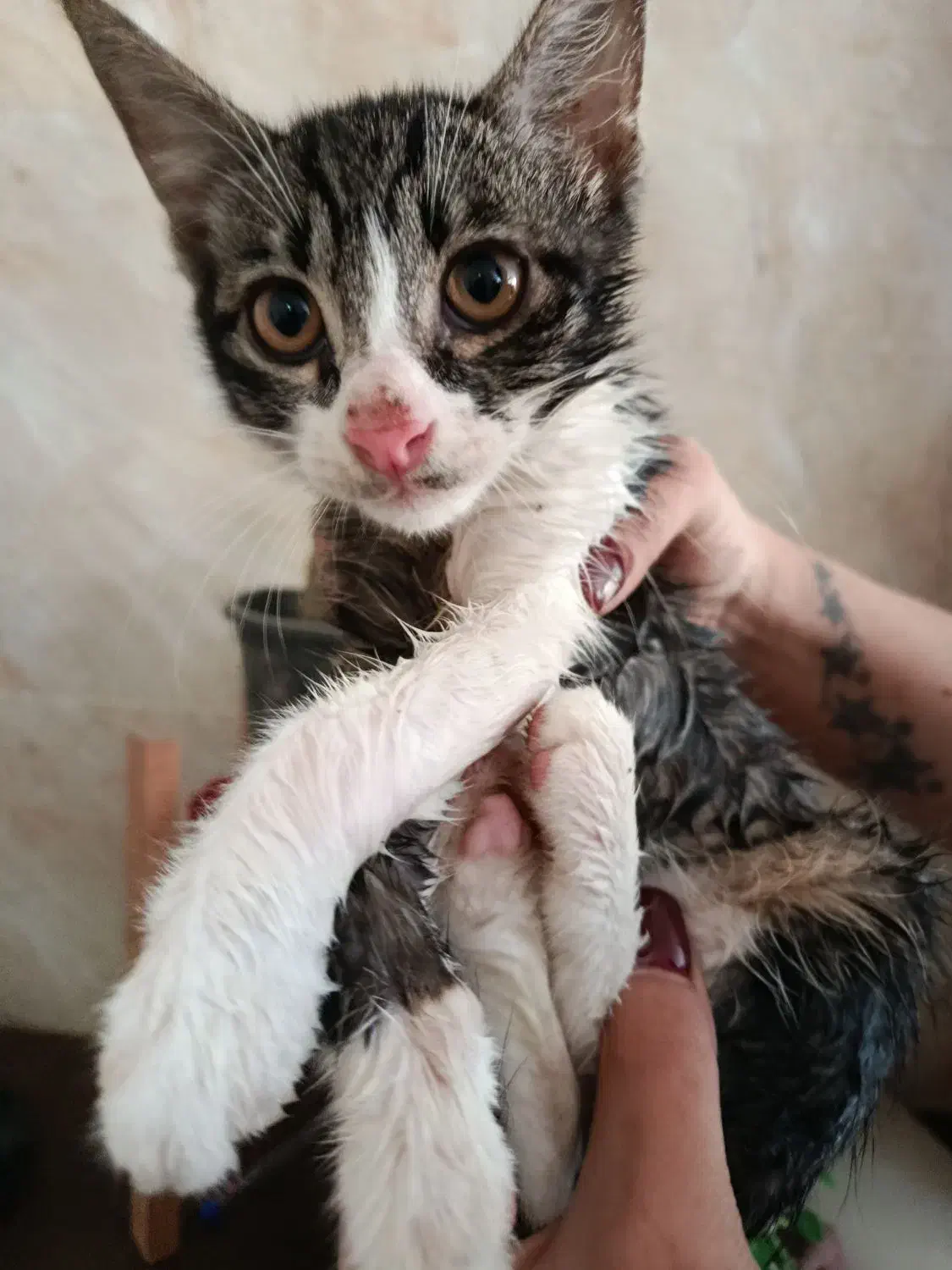 گربه|گربه|گرگان, |دیوار