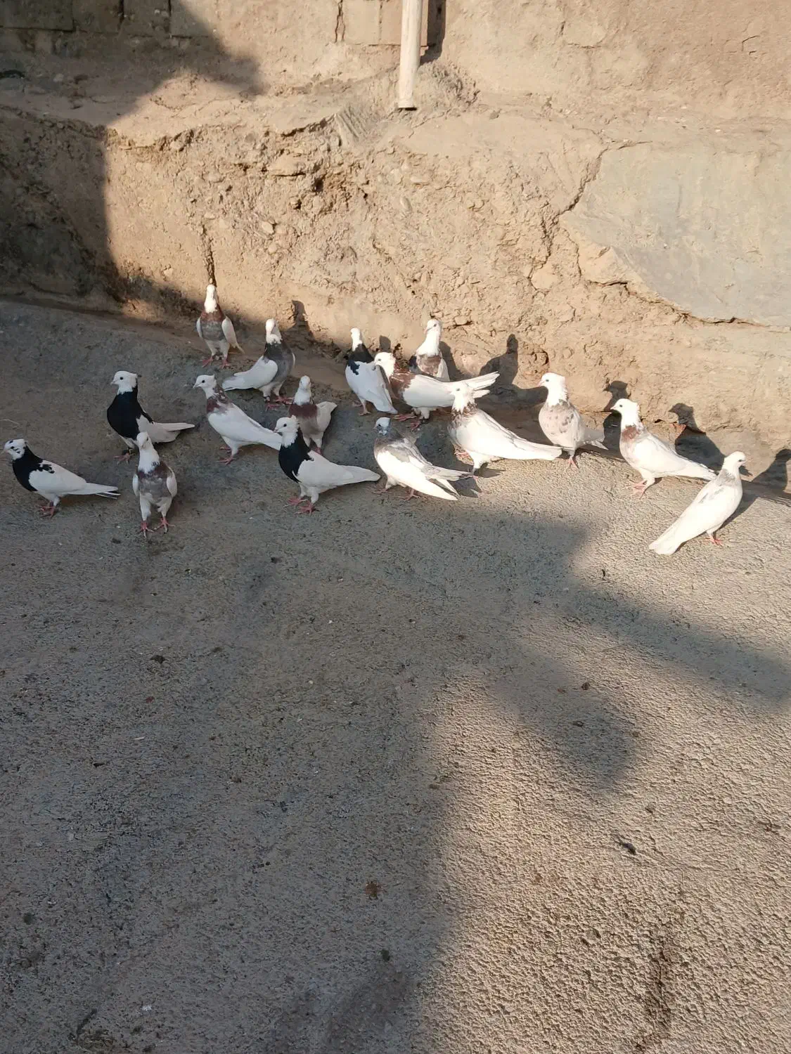 کبوتر طوقی|پرنده|صحنه, |دیوار