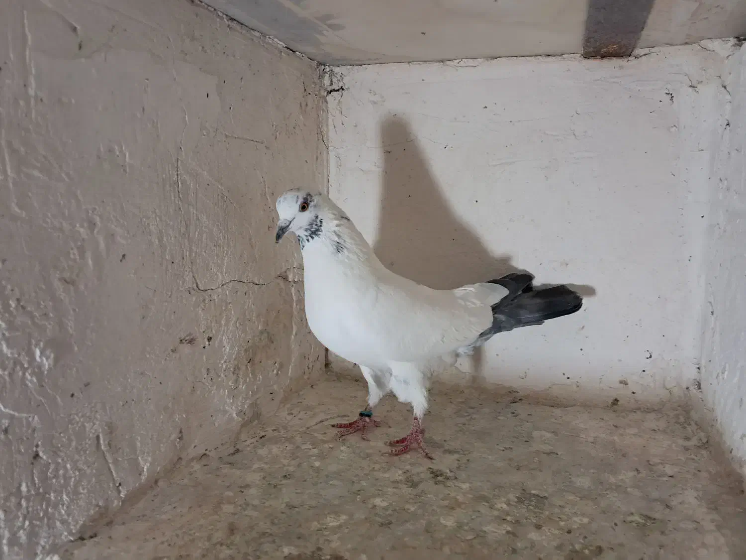 کبوتر|پرنده|بیجار, |دیوار