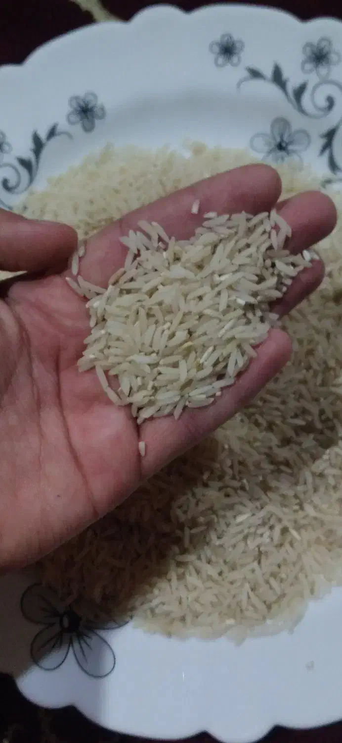 برنج فجر سوزنی درجه یک|خوردنی و آشامیدنی|گنبد کاووس, |دیوار