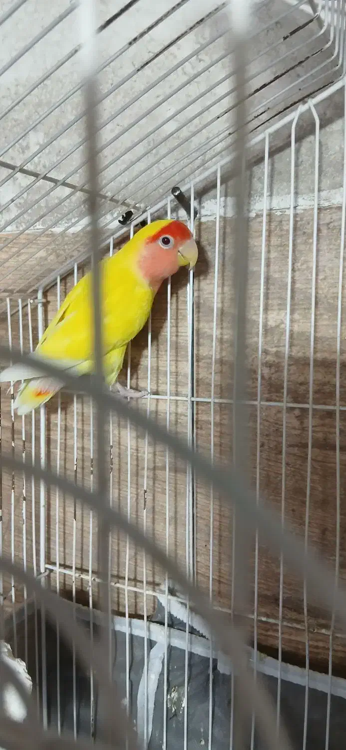 طوطی برزیلی نر|پرنده|ارومیه, |دیوار