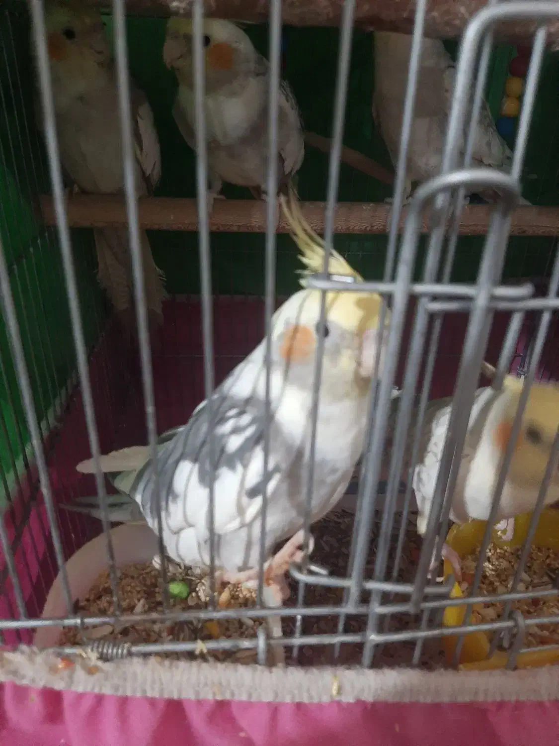 عروس هلندی سخنگو|پرنده|اصفهان, باتون|دیوار