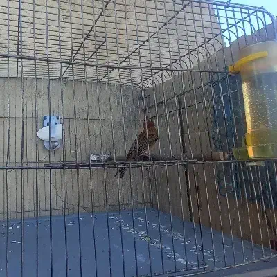 قناری فائو سوخته ابلغ هرسه نر شلاقی سلامت کامل|پرنده|اصفهان, حصه جنوبی|دیوار